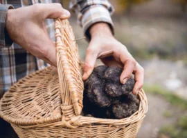 Black truffles recently recollected. legacy investment