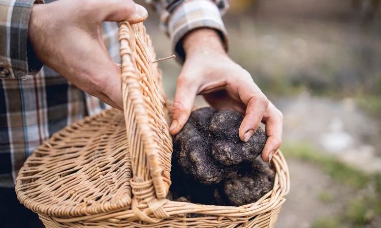 Black truffles recently recollected. legacy investment