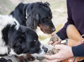 aucasian man holds some black truffles while two dogs are smelling them.