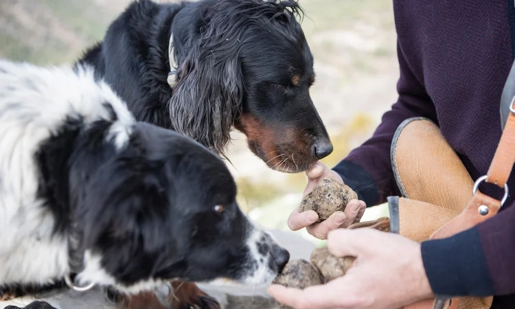 aucasian man holds some black truffles while two dogs are smelling them.