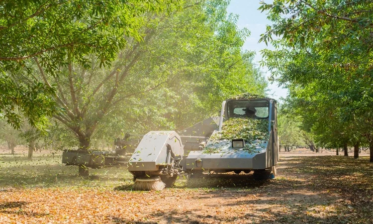 almond tree shaker shaking trees, leaves falling from trees being shaken, tree shaker during harvest season